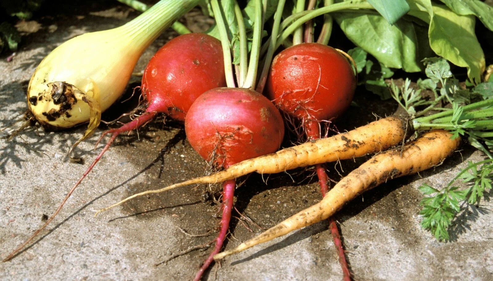 Это страшное слово нитраты: как они защищают от деменции  новые данные перевернули все