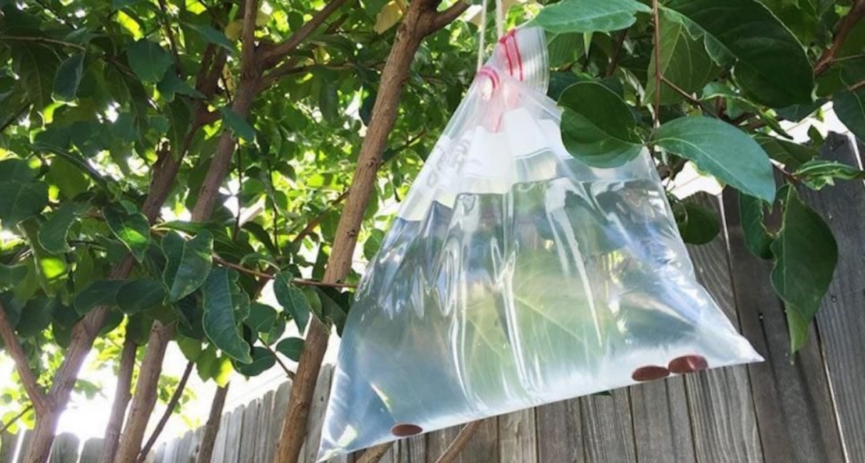 Зачем дачники вешают весной пакеты с водой на деревья: тихая профилактика сада не спешите смеяться