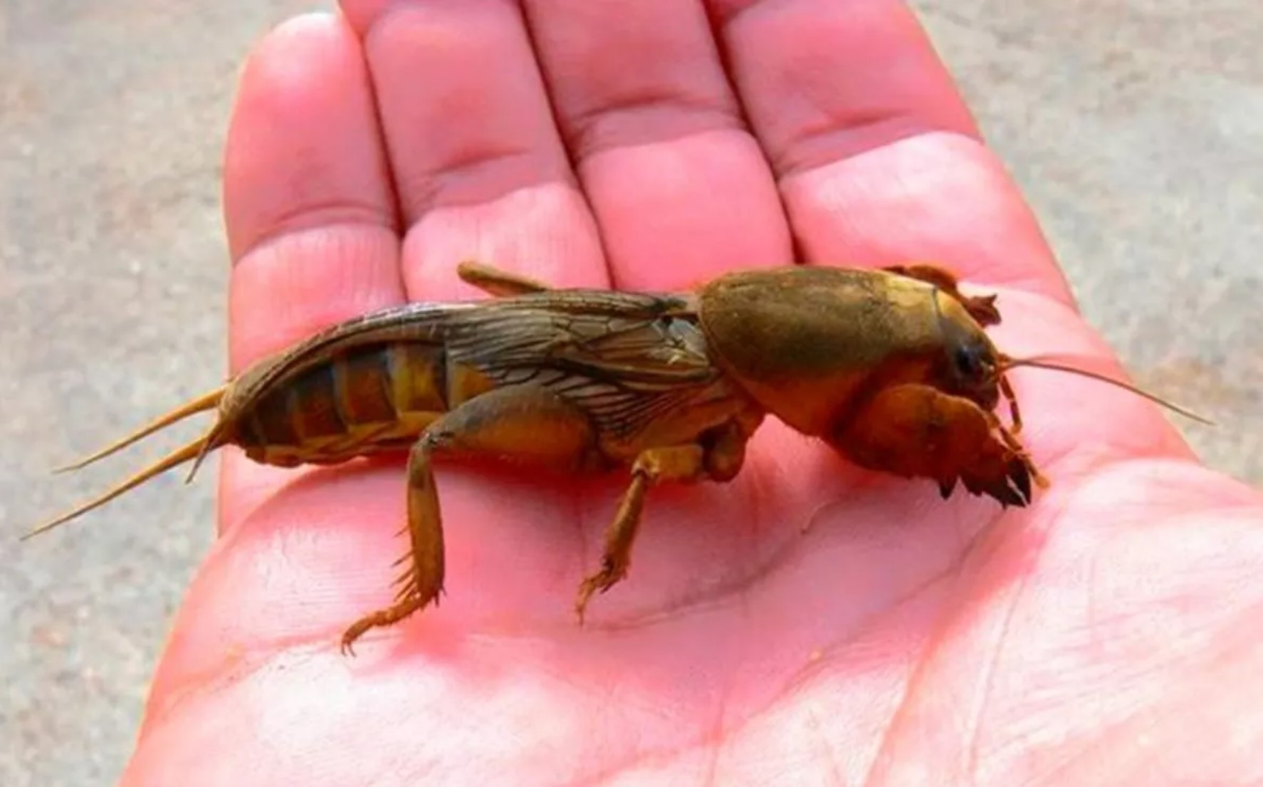 Легендарный метод Мичурина против медведки: верный способ, если современные яды не помогают