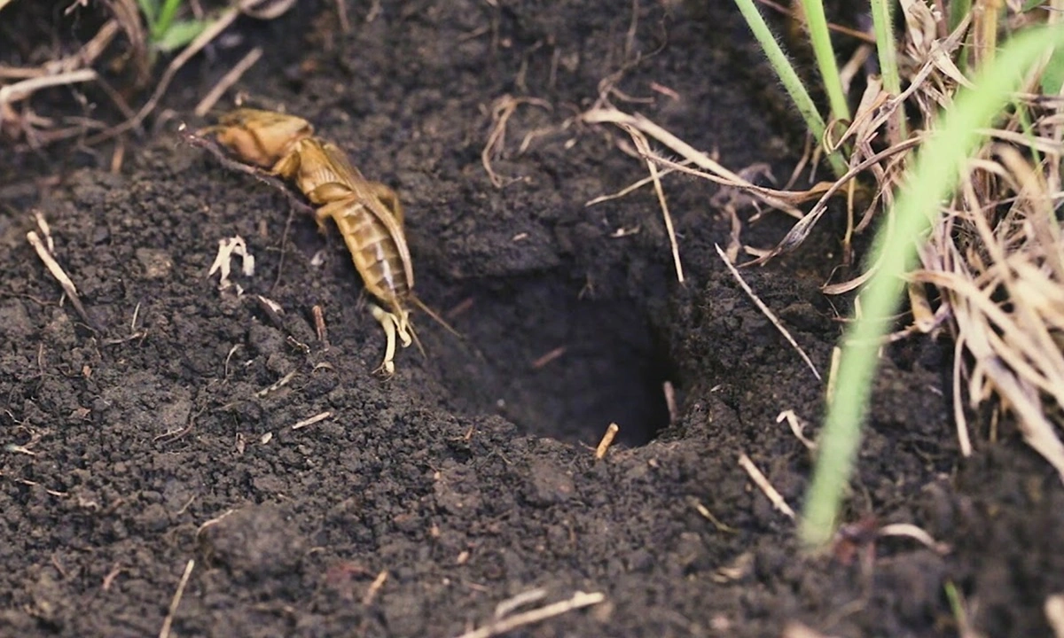 Как защитить молодую рассаду от медведки: используйте эту смесь, чтобы вытянуть вредителя наружу