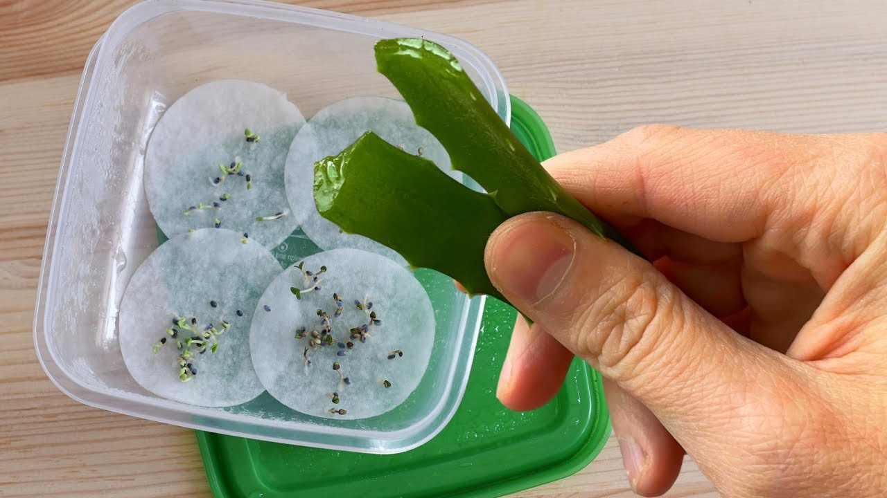 Опытные дачники делают это с семенами: способ, который ускорит появление всходов рассады