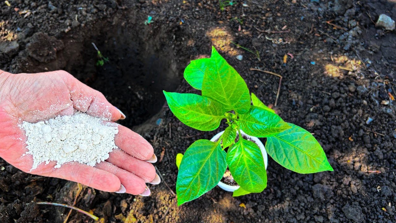 Зачем в лунку для перца кладут специи: для чего огородники добавляют корицу и лавровый лист