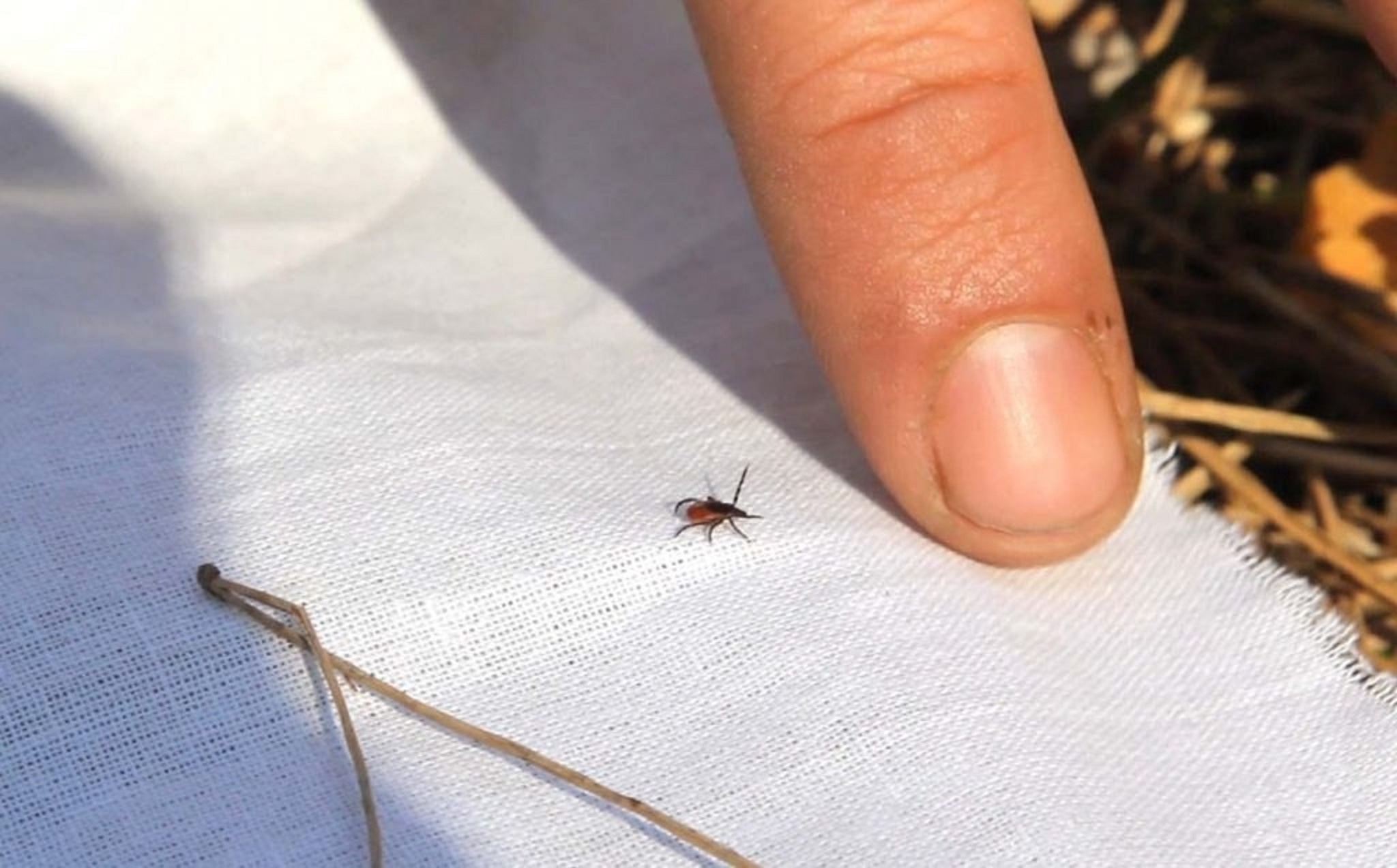 Эти запахи отпугивают клещей: простые средства, которые можно найти даже в лесу