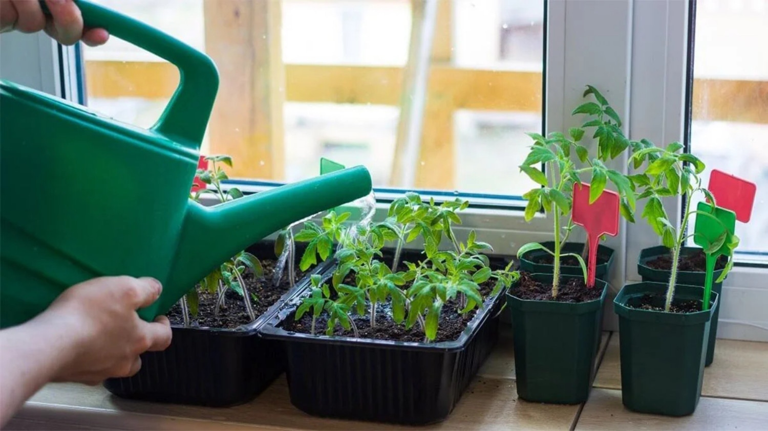 Вы губите рассаду таким поливом: ошибка с водой, которая уничтожает до 90% томатов