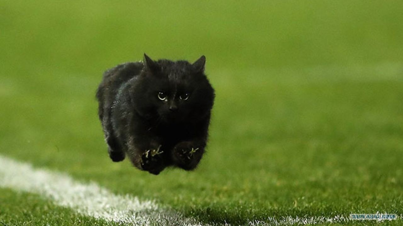 Ночные забеги и прыжки без причины: что меняется в гормонах и поведении кошки с приходом весны