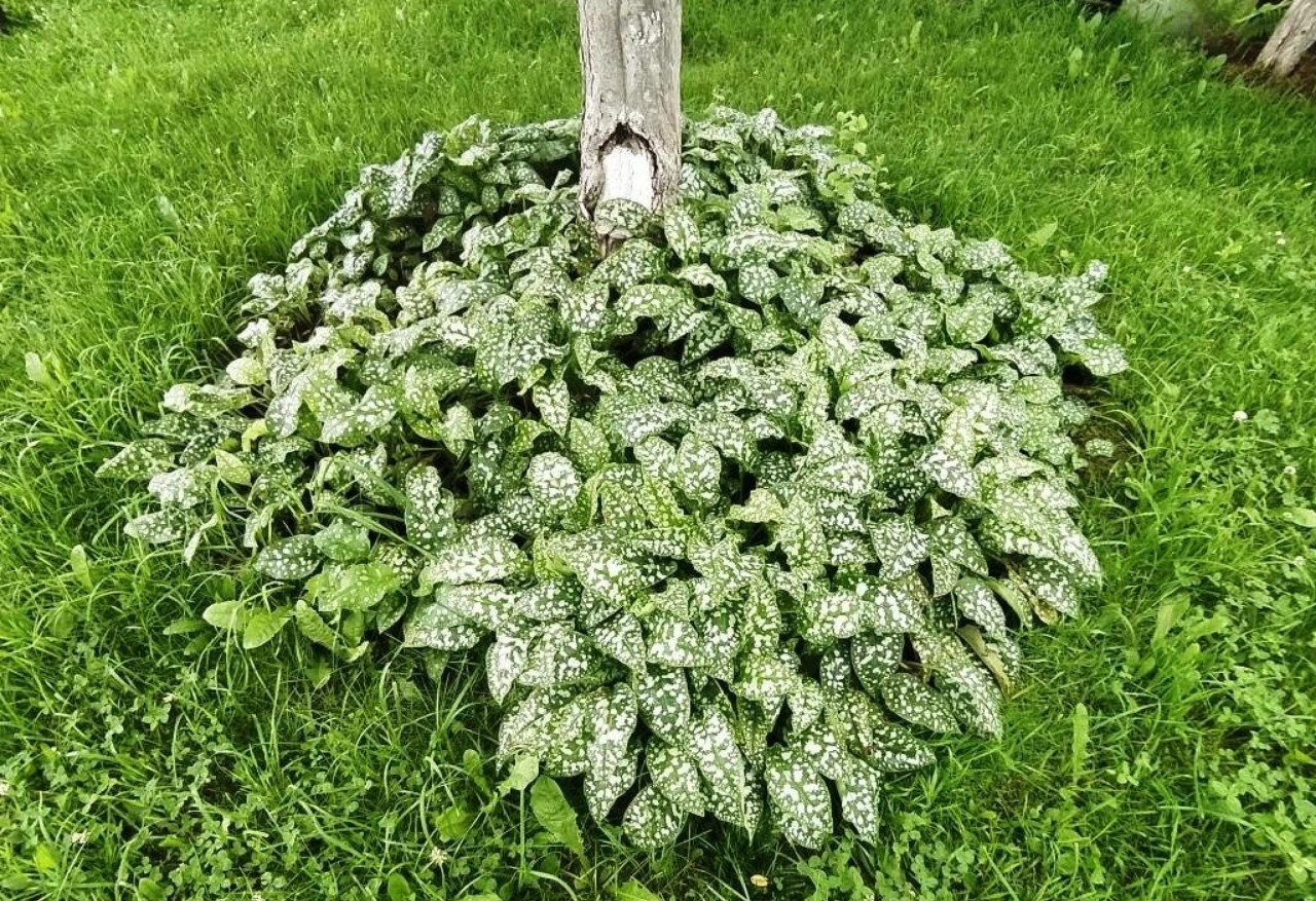 Почему яблоня не терпит одиночества: что посадить под деревом, чтобы повысить урожайность