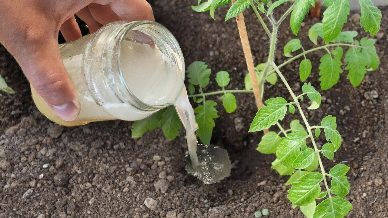 Этот продукт запускает рост томатов: подкормка с дрожжами, способная изменить размер и вкус урожая