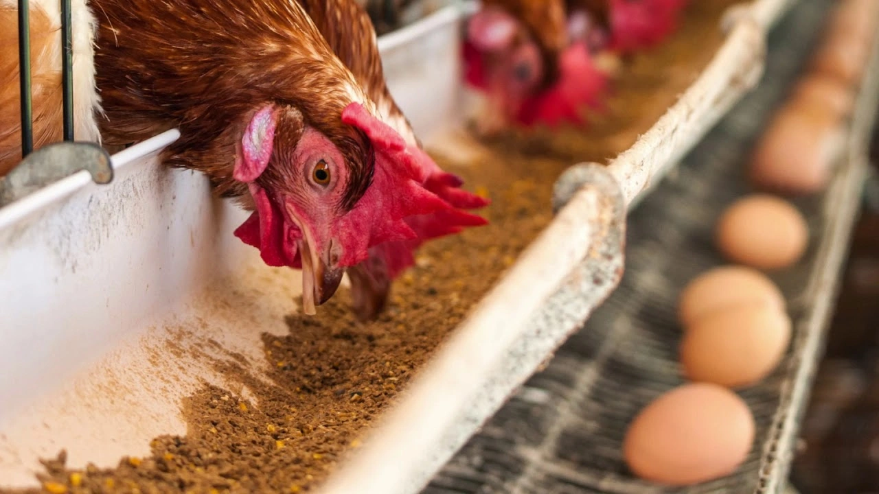 Если куры дают мелкие яйца: эта натуральная добавка усиливает рост и повышает продуктивность птицы