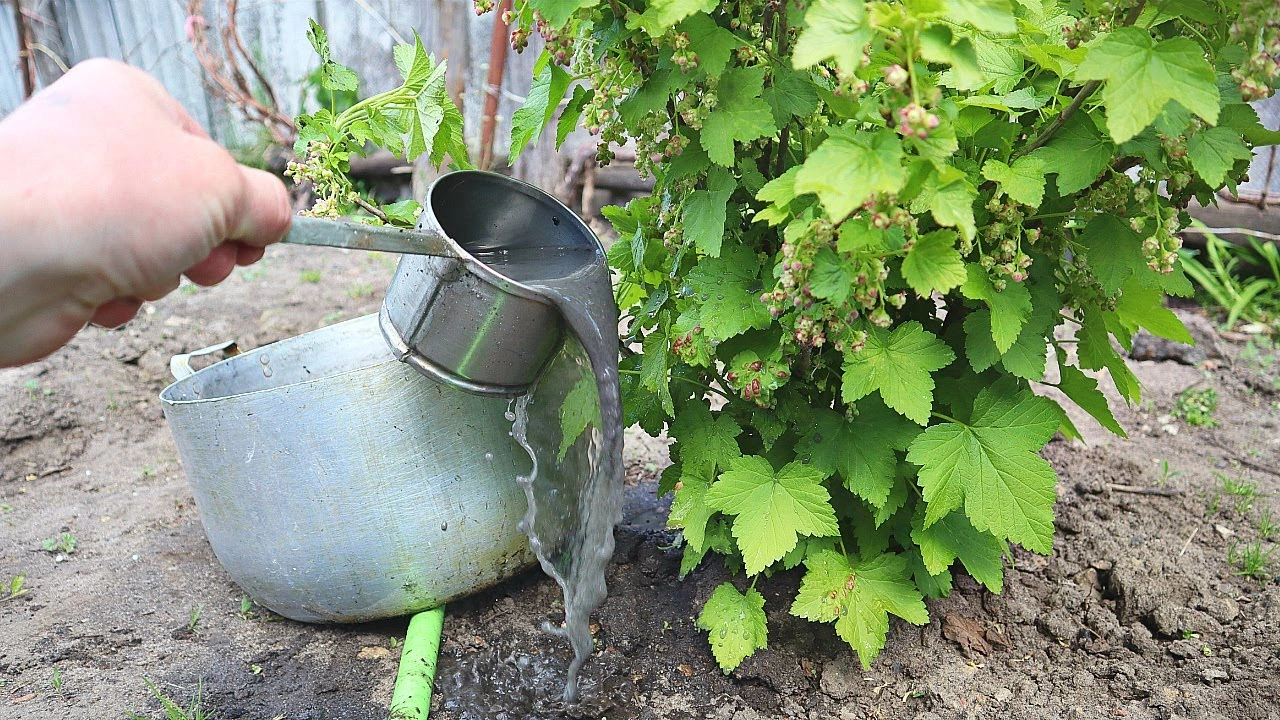 Смородина кислая и мелкая не приговор: что нужно сделать в апреле, чтобы ягоды были крупными и сладкими