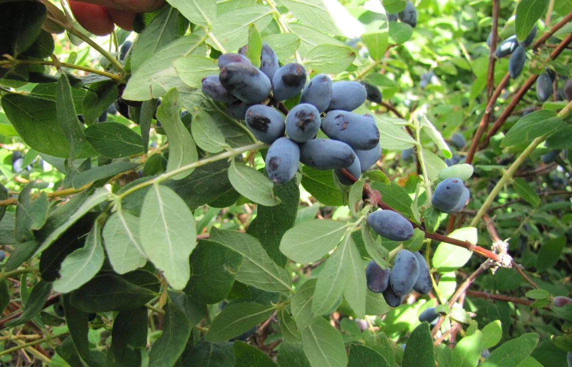 Вкус жимолости зависит не от сорта: чем подкормить ее в мае, чтобы ягоды выросли крупные и сладкие