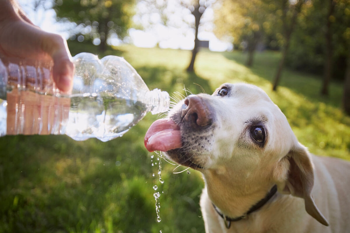 Эти собаки тяжело переносят жару: какие породы страдают первыми и как помочь питомцу