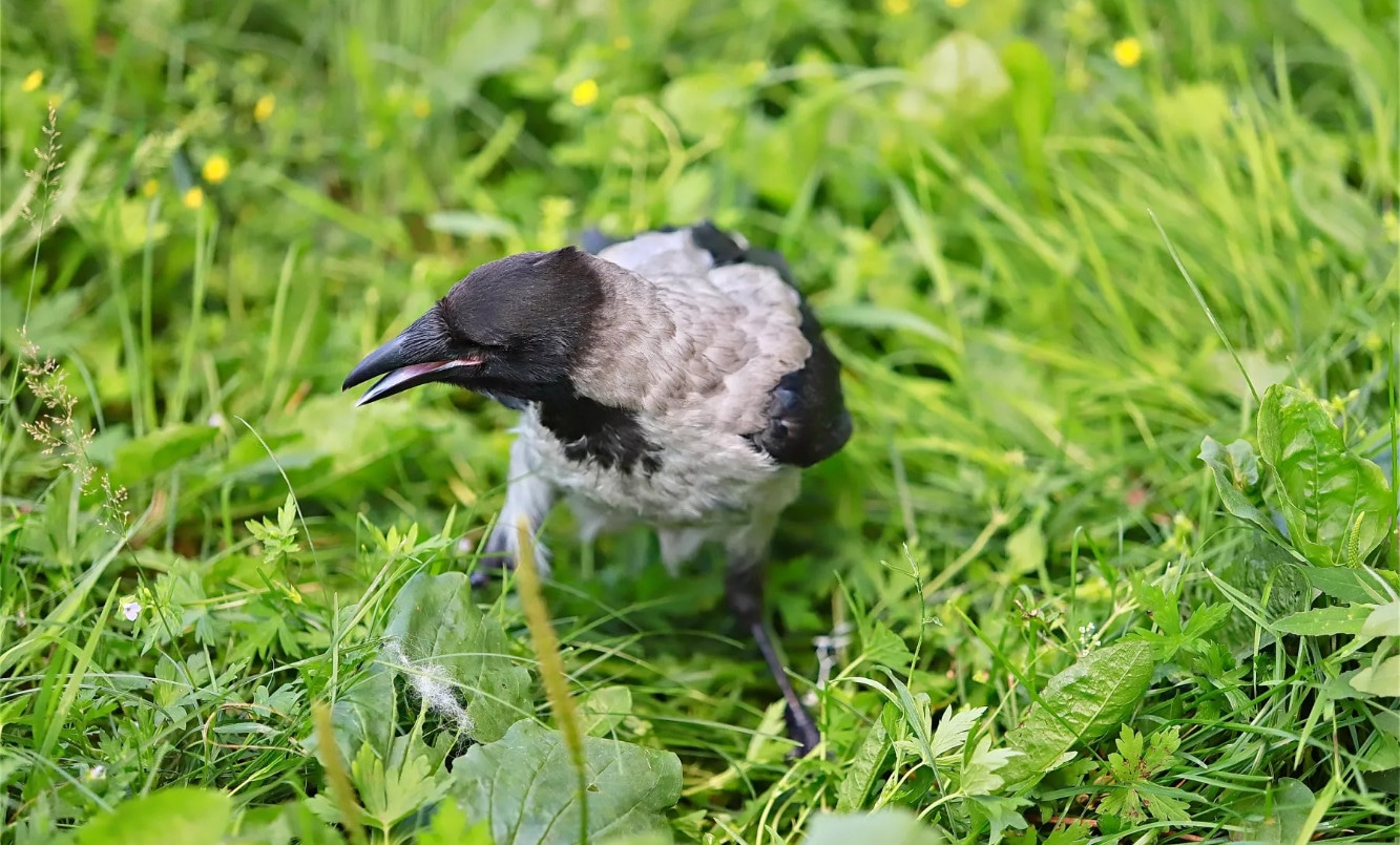 Они разоряют грядки за ночь: как гуманно защитить всходы от ворон и галок без вреда для птиц