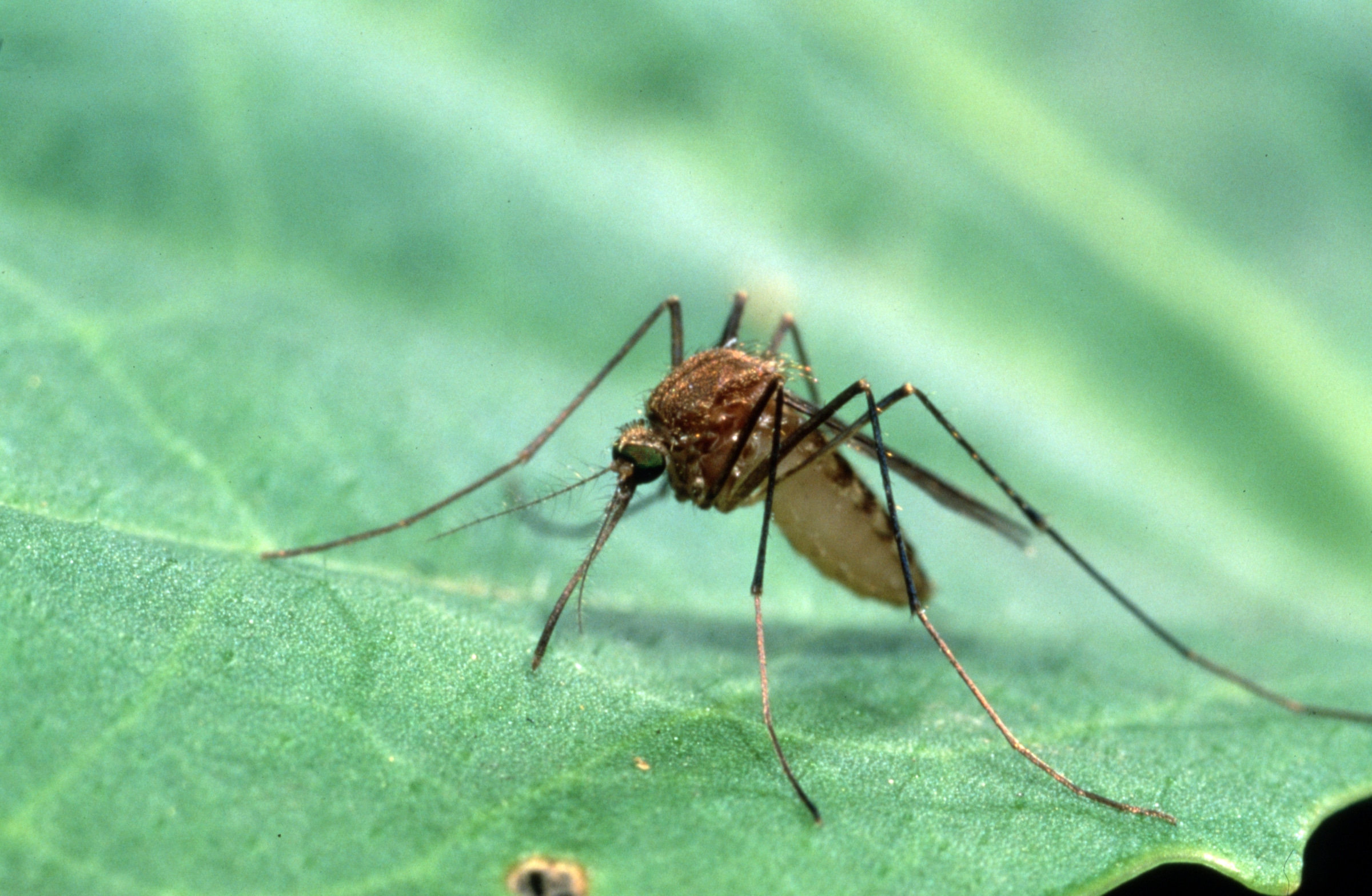 Инфекции, которые переносят комары: какие болезни можно подхватить и как не пропустить симптомы