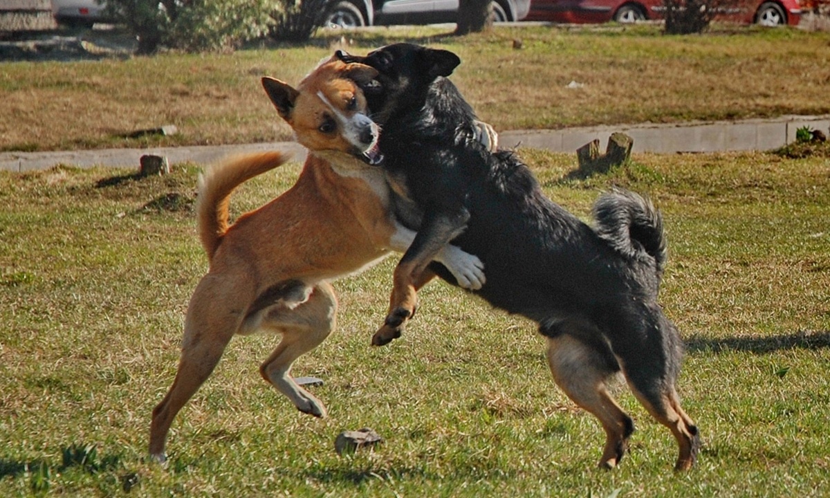 Если драка собак выходит из-под контроля: метод тачки, который поможет не попасть под удар зубов