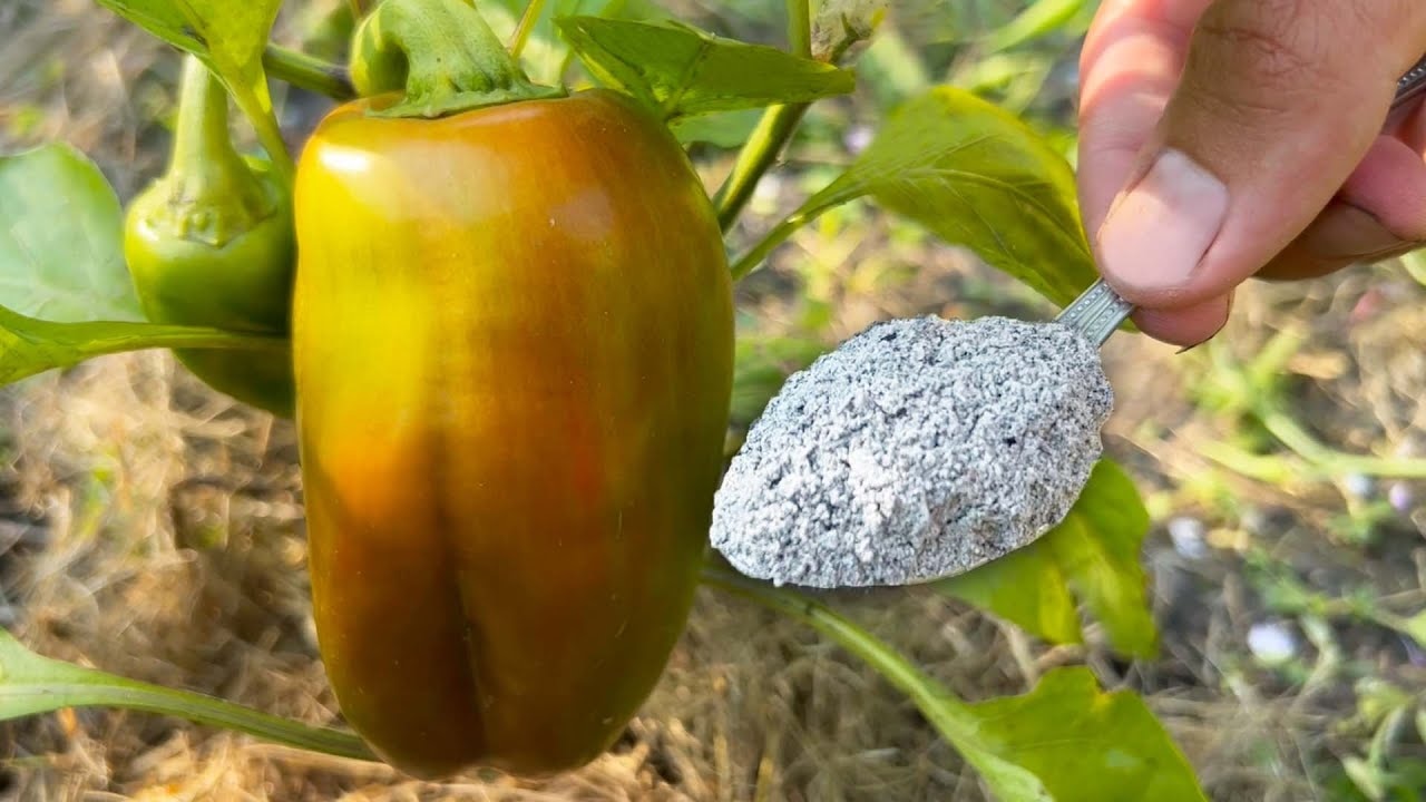 Перцы после этой подкормки растут гроздями: смесь специй из кухни, которую вносят каждые 2 недели