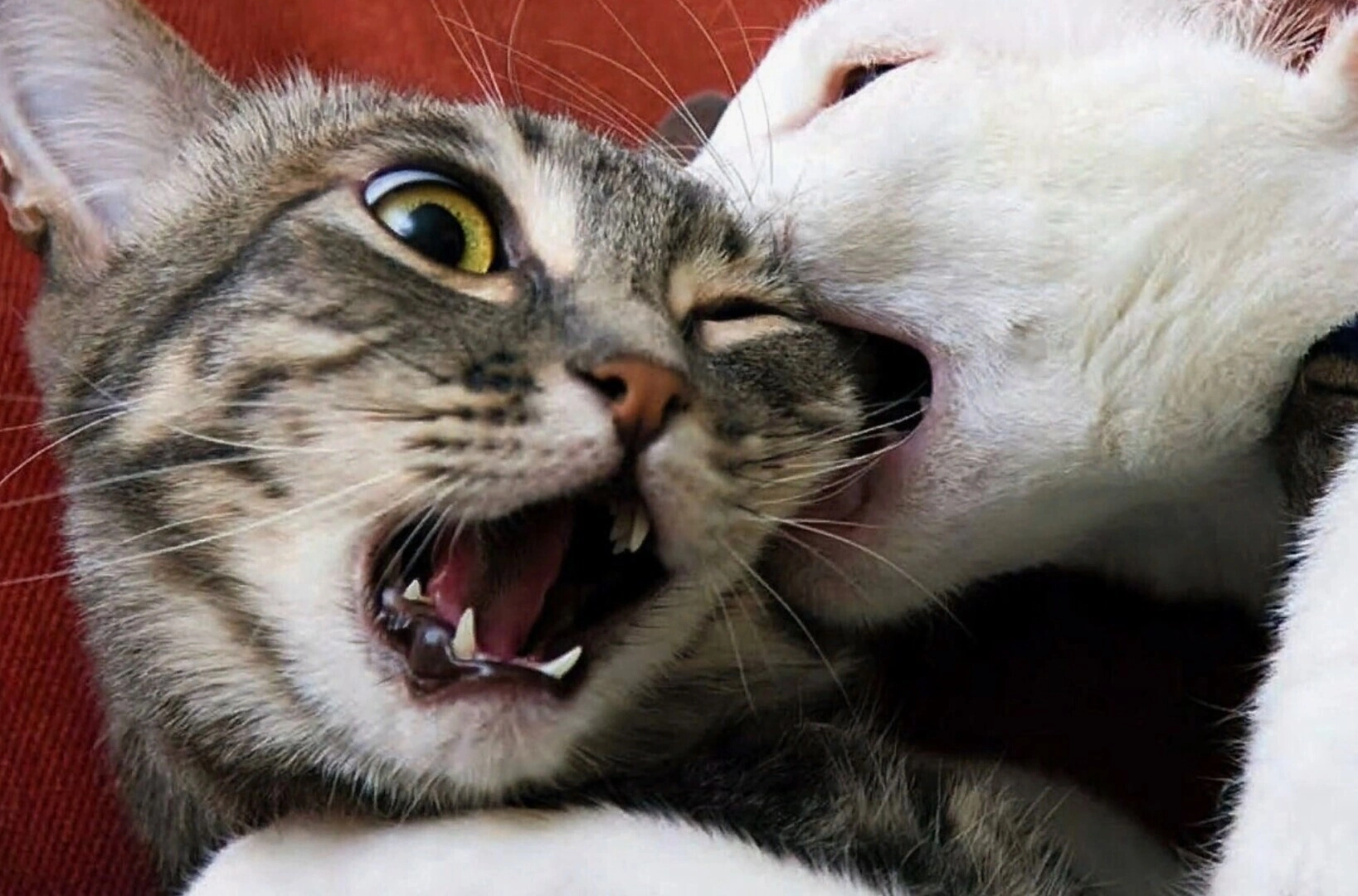 Так кошки выясняют отношения: что значит укус за шею и когда пора вмешаться в конфликт