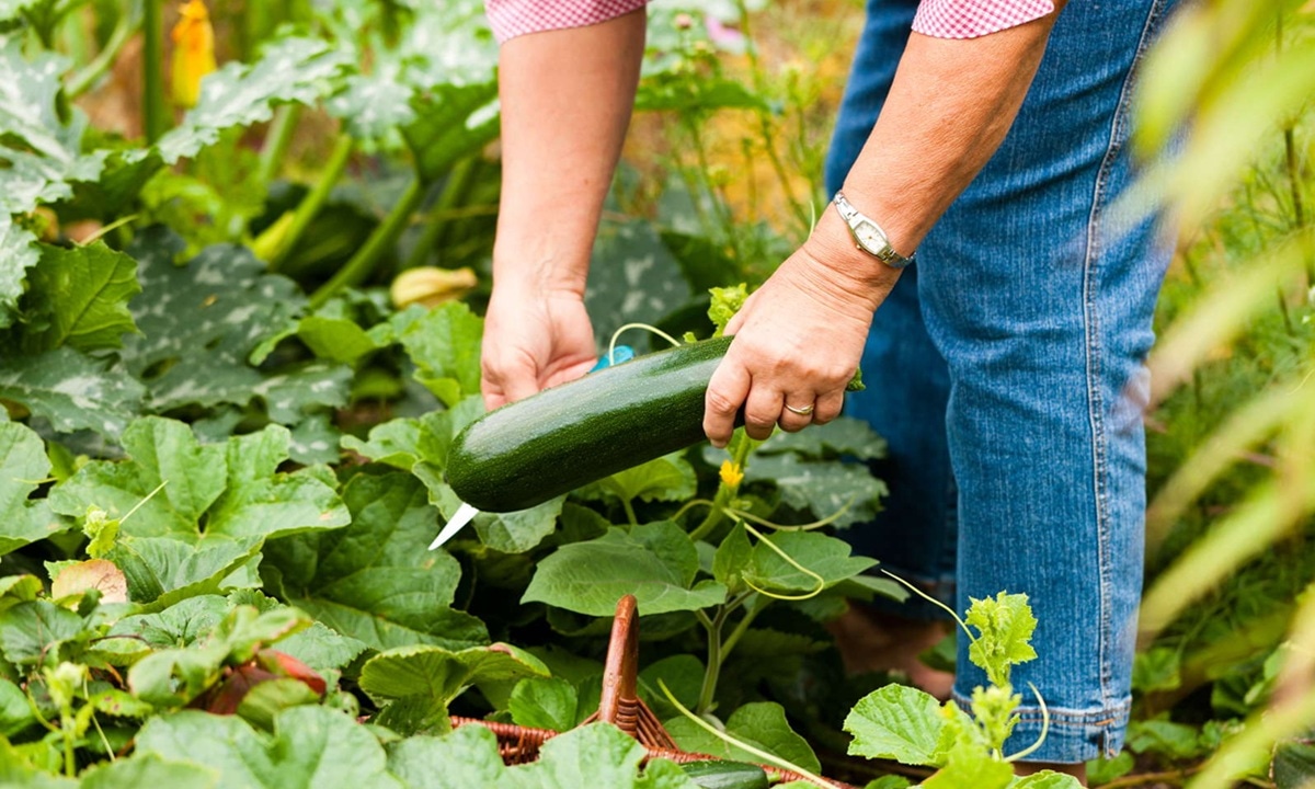 Вы сойдете с ума от обилия урожая: как вырастить кабачки с множеством завязей  ни капли химии
