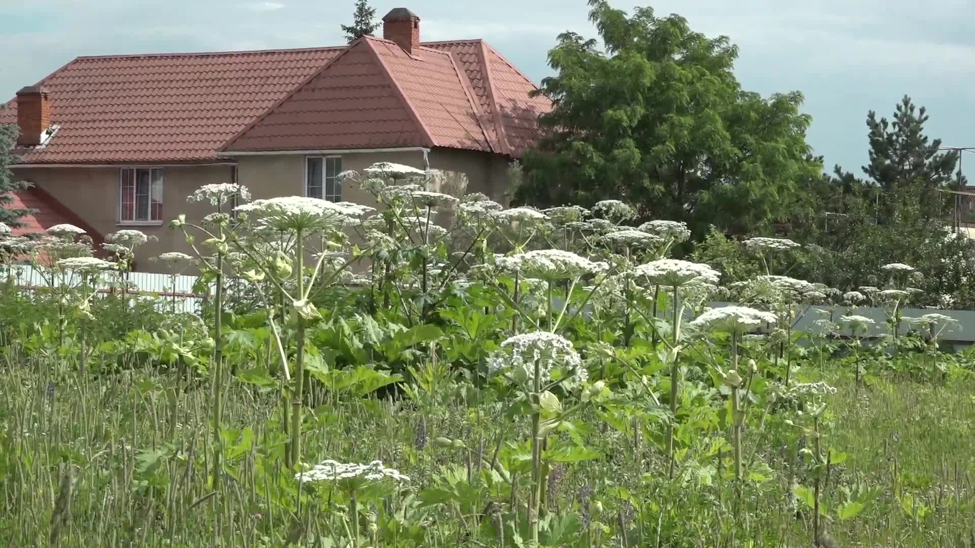 Касание, которое стоит красоты: чем оборачивается контакт с борщевиком и как защитить кожу