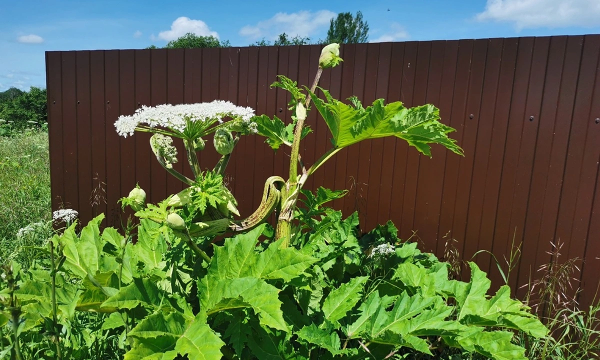 Борщевик лишь кажется неуязвимым гигантом: этот метод через срез лишает корень шанса выжить