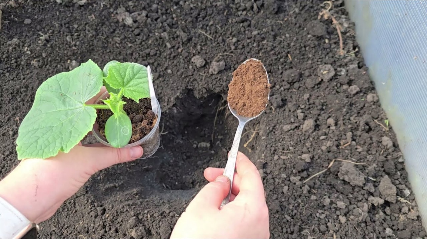 Так вы точно останетесь без огурцов: эти добавки в лунке губят урожай еще на старте