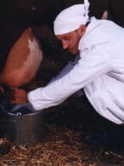 Георгий Делиев доит корову