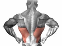 Самые большие мышцы человека: расположение и функции