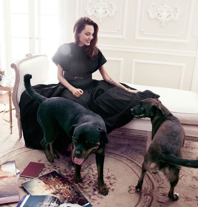Анджелина Джоли с собаками