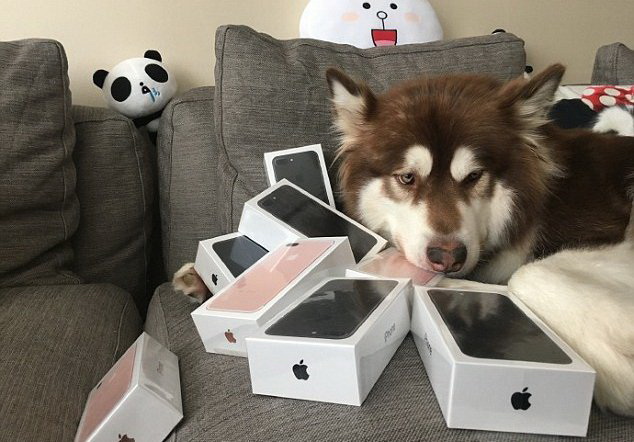 Восемь iPhone 7 - подарок для собаки Восемь iPhone 7 - подарок для собаки