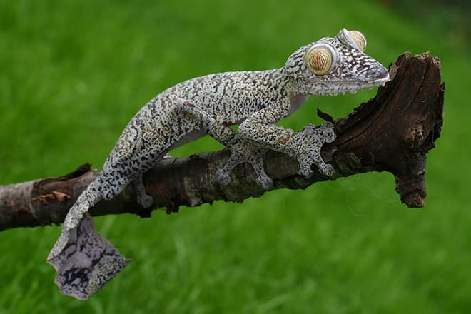 Мадагаскарский плоскохвостый геккон