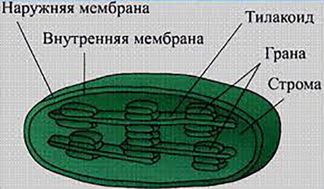 Какой цифрой на рисунке обозначена структура клетки которой имеют хлоропласты