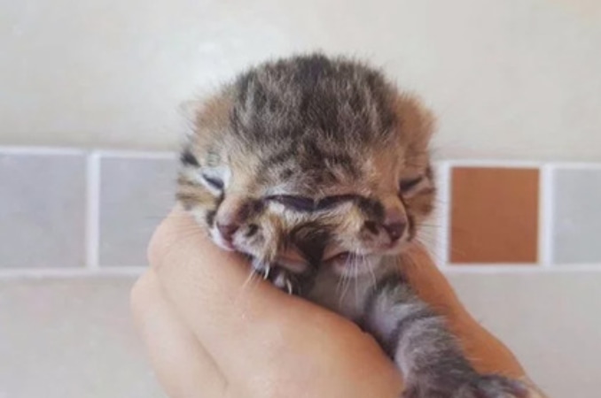 Котенок Котенок