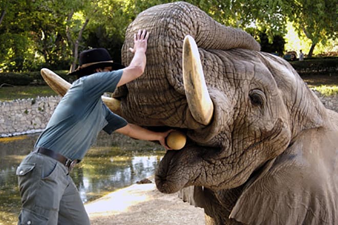 Слон Йоси - самый большой в мире