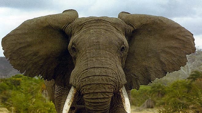 Уши слона