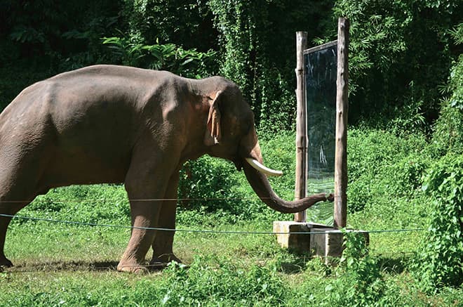 Слоны могут узнавать себя в зеркале
