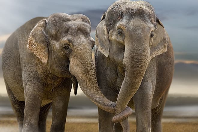 Слоны проявляют чувства хоботом