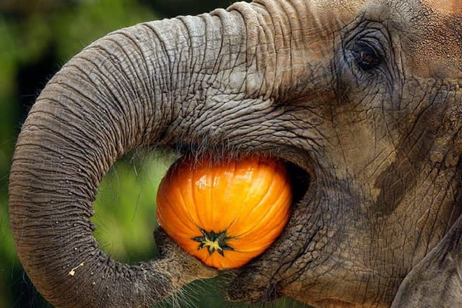 Слоны съедают 3 центнера растительной пищи за день