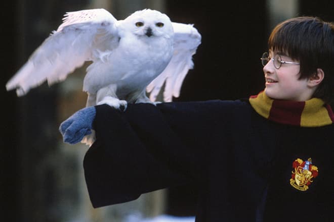 Гарри Поттер и сова Букля