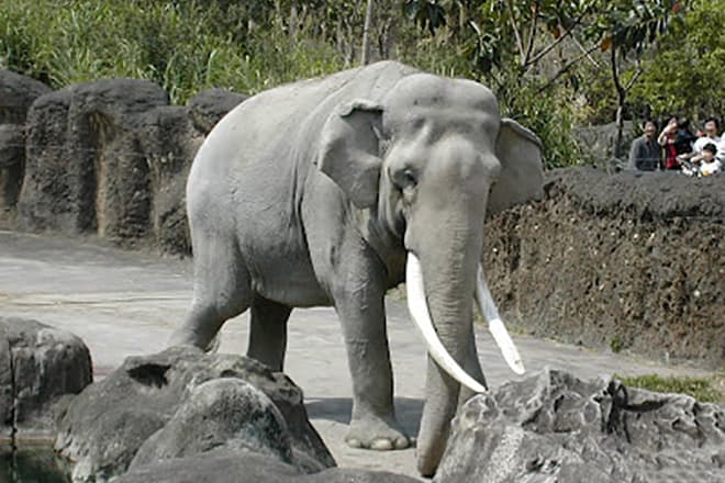 Слон - долгожитель