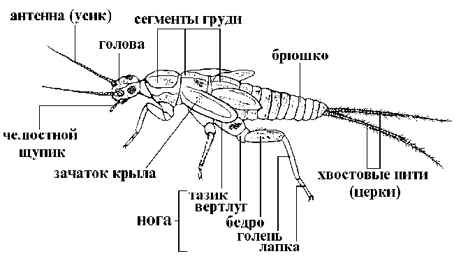 Систематика насекомых схема