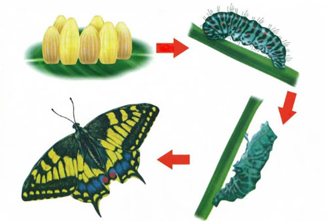 Цикл жизни бабочек