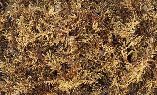 Бурые водоросли