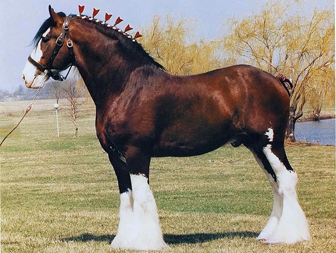 Массивная лошадь
