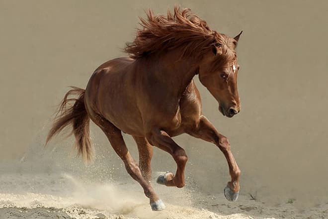Арабская чистокровная лошадь
