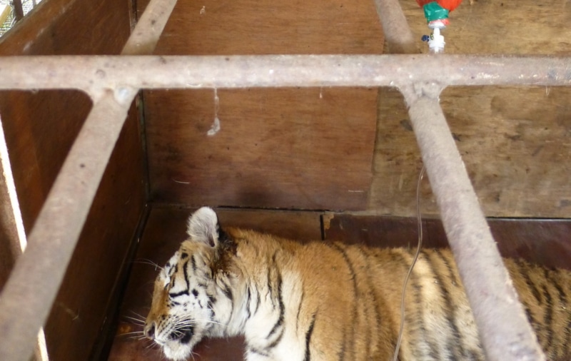 Убитая браконьером тигрица в Приморском крае