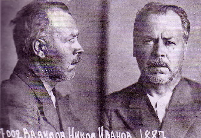 Николай Вавилов в тюрьме