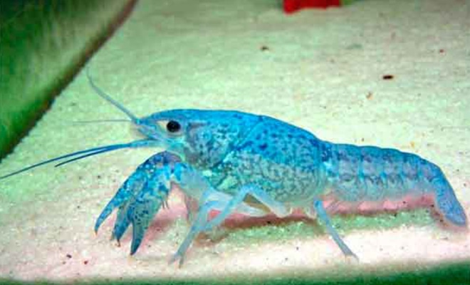 Yabby casino