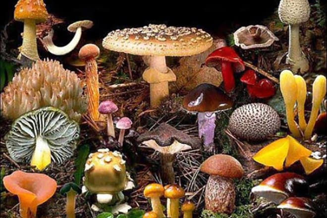Zajímavá a neobvyklá fakta o houbách