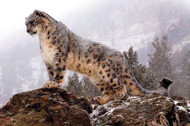 Какая кошка самая большая лев амурский тигр леопард