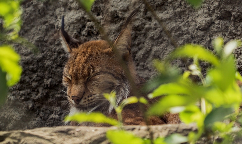 Детеныши европейской рыси родились в Московском зоопарке