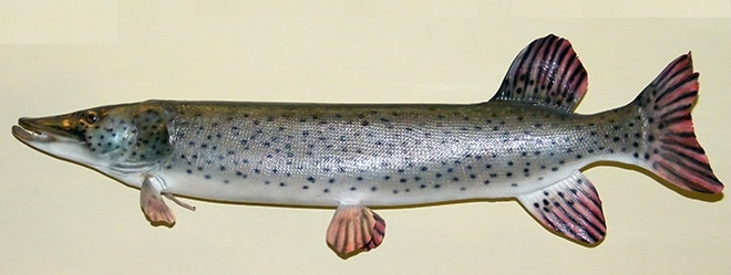 Амурская щука